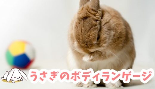 うさぎが喜ぶなで方 触り方のコツ うさぎの鼻