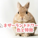 ネザーランドドワーフの色と特徴 うさぎの鼻
