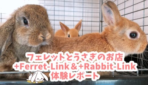 フェレットとうさぎのお店+Ferret-Link＆+Rabbit-Link（フェレット・リンク＆ラビット・リンク）体験レポート