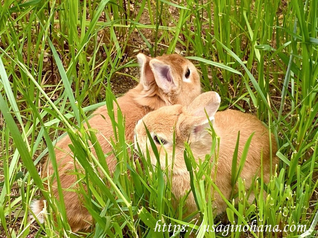 ラビットパーク藤沢（Rabbit Park FUJISAWA）の体験レポート