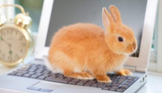 愛玩動物飼養管理士のスクーリングがオンラインに！事前に準備しておきたいこととは？